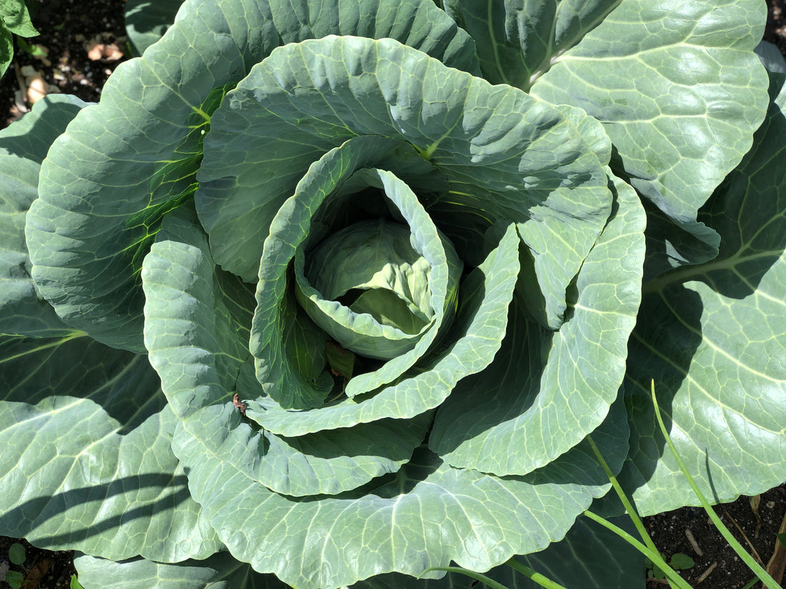 Simple Cabbage